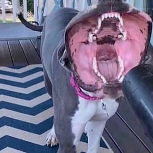 Meet your Posher, Deante